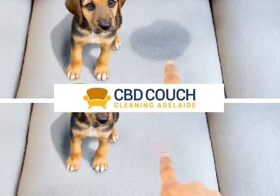 Couct Pet Urine Removal Service