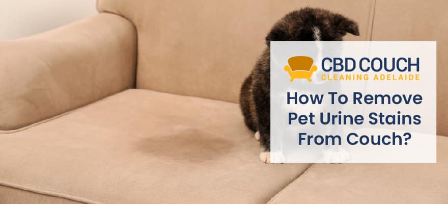 Remove Pet Urine Stains From Couch